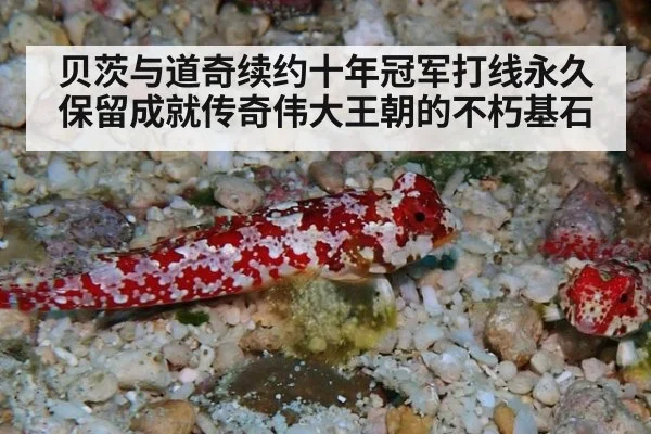 贝茨与道奇续约十年冠军打线永久保留成就传奇伟大王朝的不朽基石